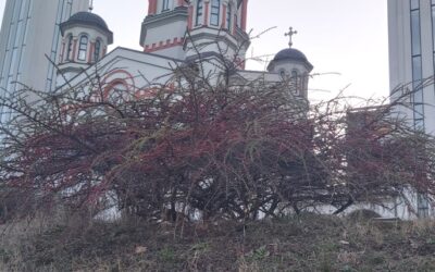SAOPŠTENJE ZA JAVNOST