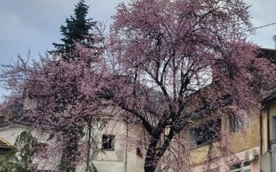 САОПШТЕЊЕ ЗА ЈАВНОСТ