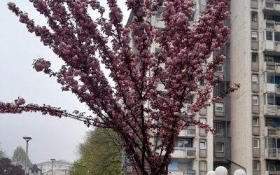 SAOPŠTENJE ZA JAVNOST