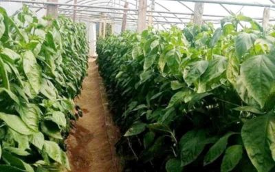Практична обука о пластеничкој производњи одржана у Трновици