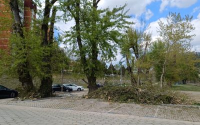 Завршена акција орезивања стабала на више локација у граду